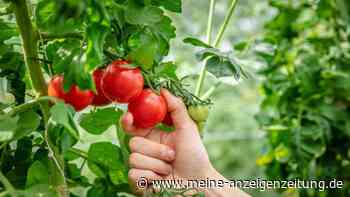 Tomaten können sich Hitze merken – deutsche Forscher ernten bis zu 53 Prozent mehr Früchte