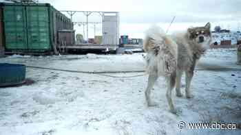 New study sheds light on sled dogs' short legs, but experts say this is already well known