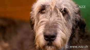 Weshalb grosse Hunde früher sterben als kleine