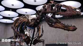 Nanotyrannus skeleton goes to auction in New York with £4.5m price tag