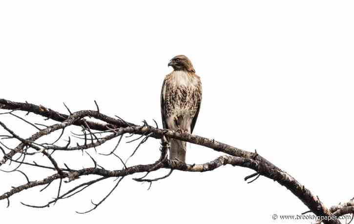 Wet Hot West Nile Summer: Climate change raises risk for NYC hawks and humans