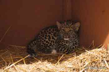 LIVE: Rare leopard cub makes debut at Cleveland zoo