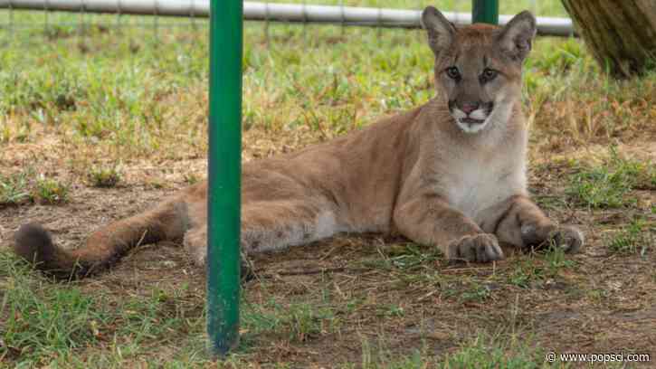 A three-legged cougar named Crimson is thriving in Arkansas