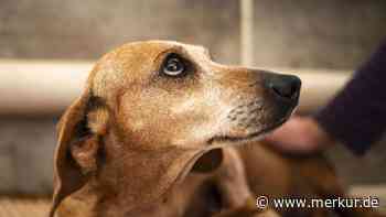 Bei diesen Symptomen müssen Sie mit ihrem Hund sofort zum Tierarzt – wann wirklich Lebensgefahr droht