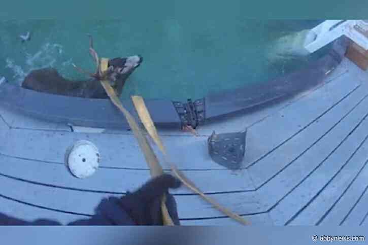 ‘Great example of cooperation’: Mounties help Island resident rescue deer from pool