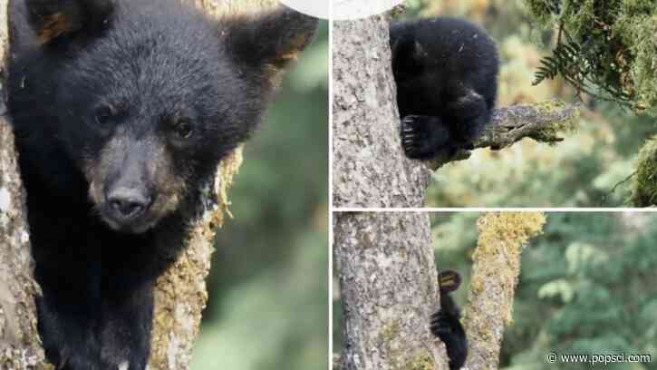 Silly bear cub wins award for being terrible at hide-and-seek