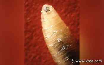 Two cases of New World screwworm reported in Doña Ana County