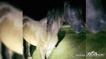 Florida man pleads guilty to shooting horse over money