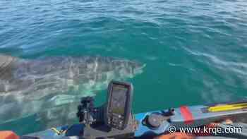 Video: Kayaker survives close encounter with great white shark