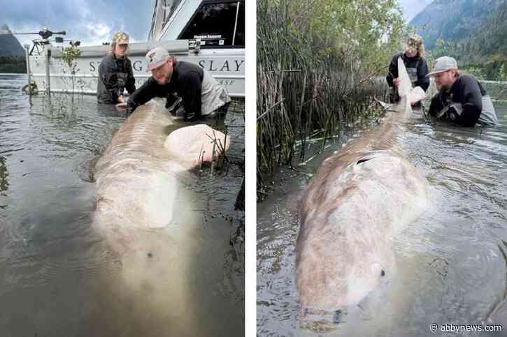 ‘Absolutely incredible fish’: Female angler reels in 1,200-lb. sturgeon in Chilliwack