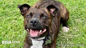 How chasing a cat earned rescue dog top award
