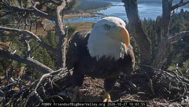 Unknown bald eagle spotted on Shadow’s nest