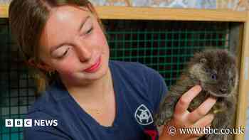 Otter sanctuary volunteer 'overjoyed' to win award