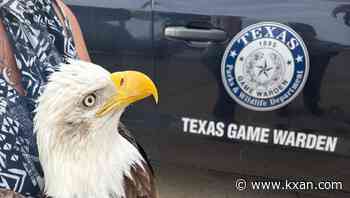 Bald eagle rescued after being hit by vehicle in Llano County