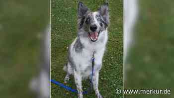 „Etwas ganz Besonderes“: Hütehund sucht neues, ruhiges Zuhause