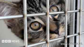 More cats abandoned 'due to rising costs'