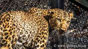 Zookeeper Dies After Leopard Mauling at Dutch Safari Park Despite Desperate Walkie-Talkie Call for Help