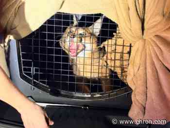 72 exotic animals crammed in minivan rescued in Texas I-10 bust