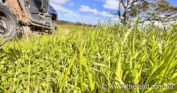 Upper Hunter cattle farm with significant potential hits the market for $3000/acre | Video