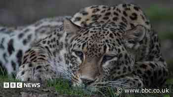 Dutch zookeeper dies after being mauled by leopard