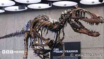 Nanotyrannus skeleton sells for $47.3m in New York auction