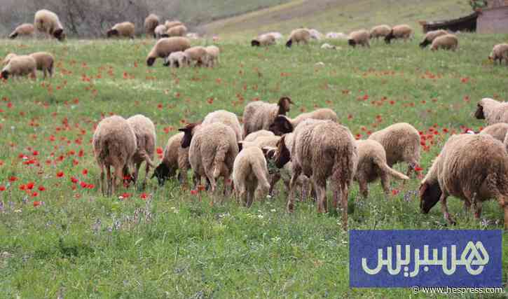 تحديات مناخية واقتصادية تخيم على موسم الزراعات العلفية في المغرب