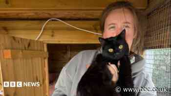 Cat survives after month stuck in dead man's home