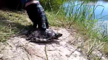 ABQ BioPark celebrates efforts to boost Rio Grande Cooter population