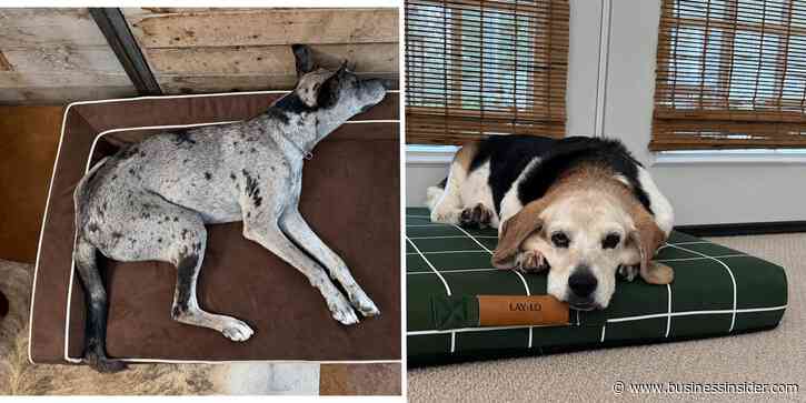 The best orthopedic dog beds for soothing support
