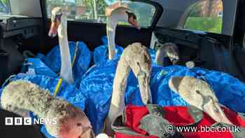 Six swans a swimming after town centre rescue