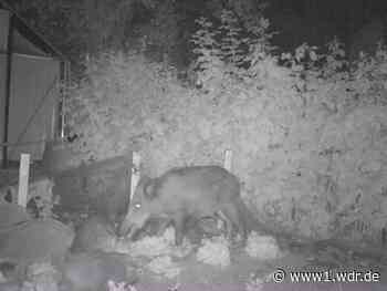 Wildschweine in Düsseldorf: Schäden nehmen zu