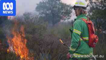 Planned burns doubled and salvaged wood for sawmills under Coalition forest policy