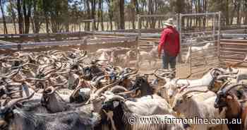 US market anchors goatmeat export rebound but market reliance spurs caution