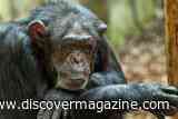 An Ancient Pandemic Left a Gene Silent in Chimpanzees, Which May Offer Clues as to Why Their Brains Differ From Ours