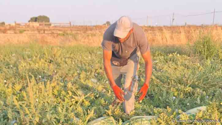 Crisi climatica e agricoltura: a pagare il costo dell’adattamento gli ultimi anelli della filiera, piccole aziende e braccianti