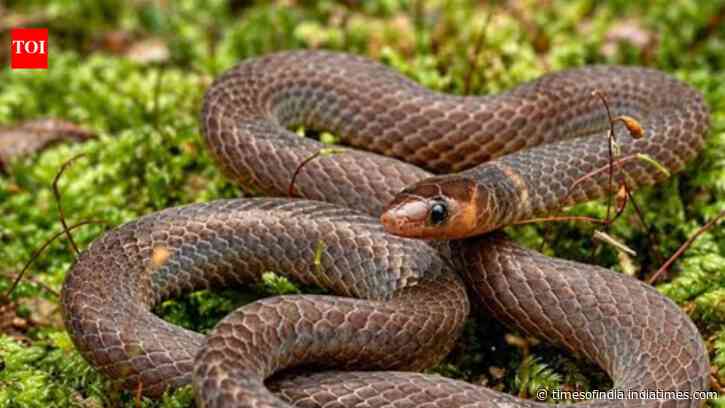 Cartwheeling Snakes Escape Danger: Dwarf reeds roll at 12 feet per second; study reveals unusual locomotion