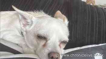 'Miracle' as dog found alive week after house fire that left teen in coma
