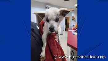Do you recognize this dog? Senior dog found dumped in state park in Derby