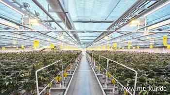 Cannabis-Mittel aus Gräfelfing: Erste Fertigarznei gegen Rückenschmerzen