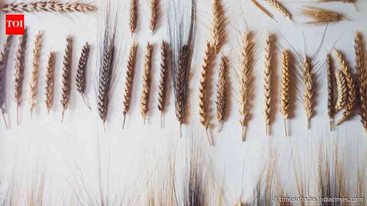 Italian farmer finds mystery seeds in attic, grows ancient ‘miracle wheat’ with seven ears on one stalk that could help crops withstand drought