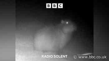 Samba the missing capybara caught on camera