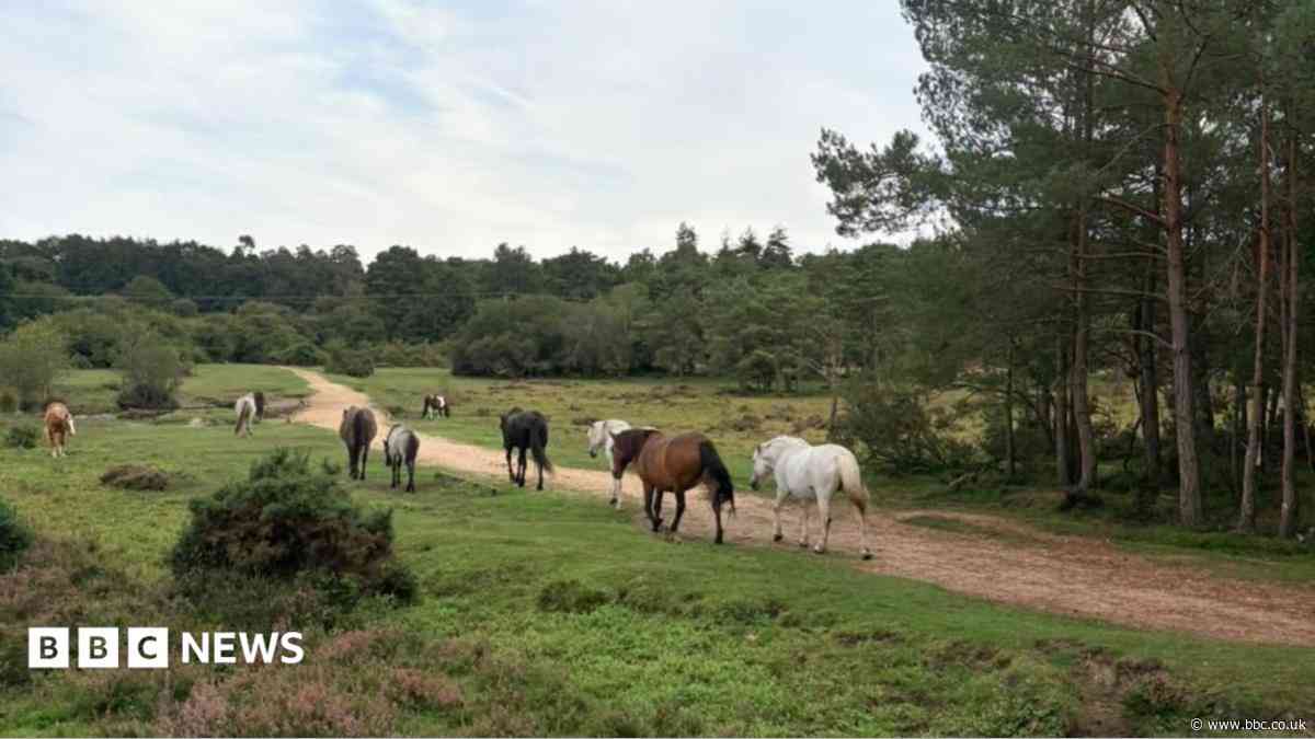 Pony dies after getting caught in rope used for swing