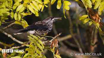Twitchers raise cash to give villagers tweet relief