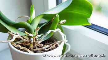 Sattes Grün, aber keine Blüte an der Orchidee: Woran liegt das?