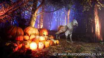 Harry Potter Forbidden Forest Experience opening an hour from Liverpool