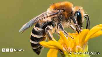 More NI bee colonies survived winter last year