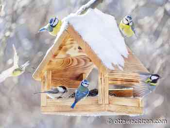 In the garden: Nature’s drama in your backyard 