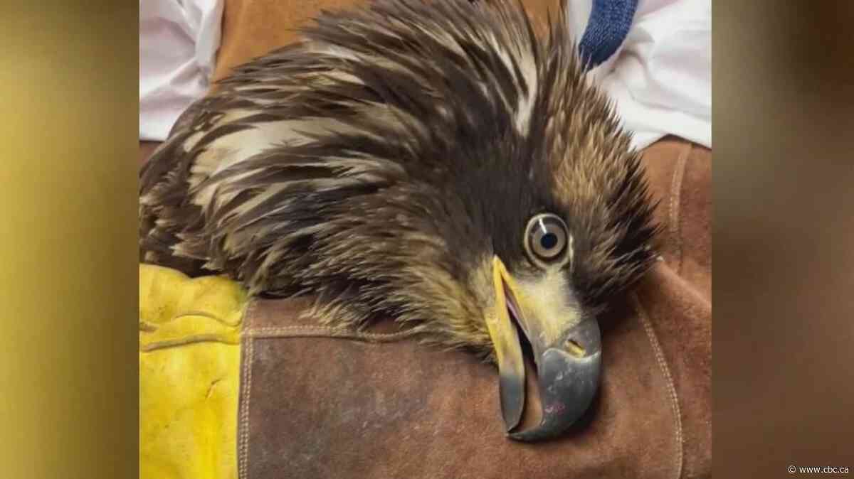 Bald eagle that survived lead poisoning flies again