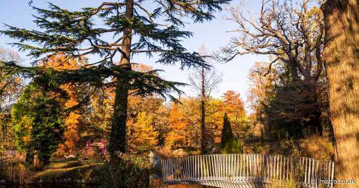 A new £17.50 sauna and cold plunge is set to open in a south west London park