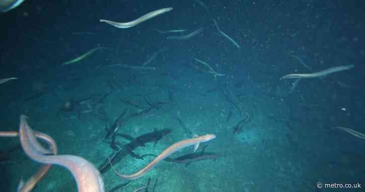 A giant ball of 2,800,000 eels is having an orgy off the coast of Australia